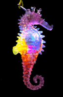 FLASH N/LACE-24PCS/DBOX-JELLY SEAHORSE