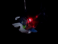 FLASH N/LACES-24PCS/DBOX-JELLY SHARK