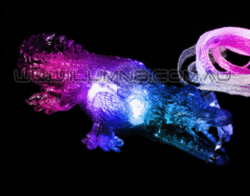 FLASH N/LACE-24PCS/DBOX-JELLY CROCODILE