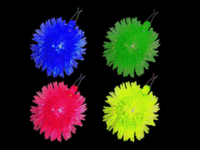 FLASH N/LACE-12PCS/DBOX-JELLY URCHIN